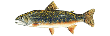Brook Trout Illustration by Conservation Artist Karen Talbot