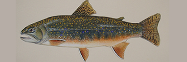 Rainbow Trout by Artist Karen Talbot
