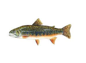Brook Trout by Conservation Artist Karen Talbot