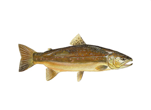 Brown Trout by Conservation Artist Karen Talbot