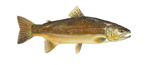 Brown Trout by Conservation Artist Karen Talbot