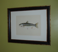 Coastal Cutthroat Trout by Conservation Artist Karen Talbot