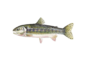 Coastal Cutthroat Iby Conservation Artist Karen Talbot