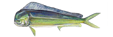 Pacific Dorado Illustration by Conservation Artist Karen Talbot