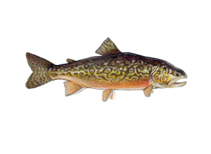 Tiger Trout by Conservation Artist Karen Talbot
