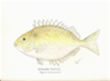 Karen Talbot Rabbitfish 