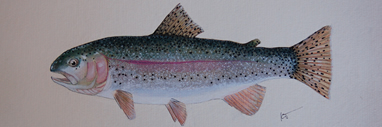 Rainbow Trout by Artist Karen Talbot