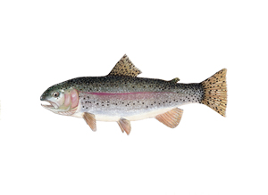 Rainbow Trout by Conservation Artist Karen Talbot