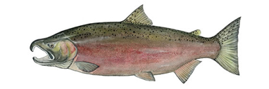 Spawning Coho Trout by Karen Talbot