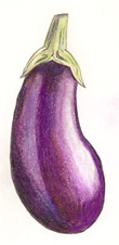 Karen Talbot Eggplant