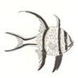 Banggai Cardinalfish Illustration by Conservation Artist Karen Talbot 