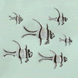 Banggai Cardinalfish Illustration by Conservation Artist Karen Talbot 