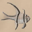 Banggai Cardinalfish Illustration by Conservation Artist Karen Talbot 