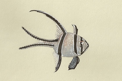 Banggai Cardinalfish by Conservation Artist Karen Talbot