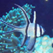 Banggai Cardinalfish in Conservation Artist Karen Talbot's Marine Aquarium