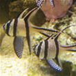 Banggai Cardinalfish in Conservation Artist Karen Talbot's Marine Aquarium