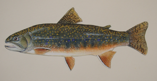 Brook Trout Painting by Conservation Artist Karen Talbot