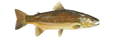 Brown Trout by Karen Talbot