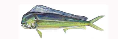 Pacific Dorado (Mahi Mahi) by Karen Talbot