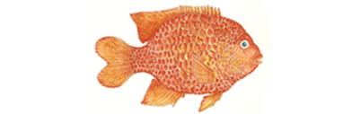 Garibaldi Illustration by Artist Karen Talbot