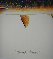 Brook Trout by Conservation Artist Karen Talbot