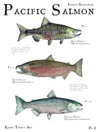 Pacific Salmon, Plate I Limited Edition Print