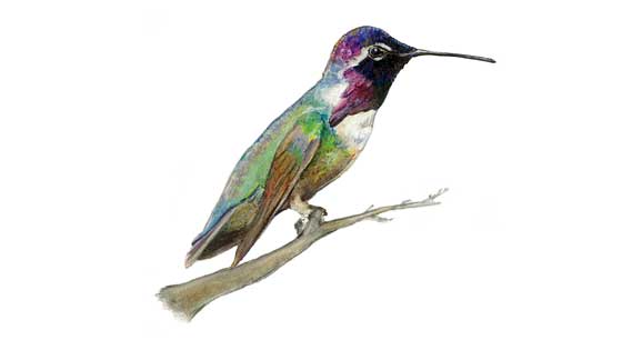 <b><i>Costa's Hummingbird</i> $325</b><br> Colored Pencil, 8.75in x 8.75in Matted and Framed</b>
