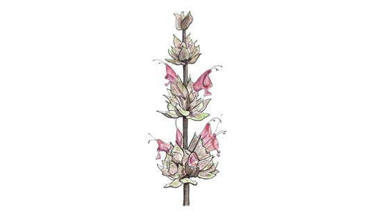 <b><i>Hummingbird Sage</i> $325</b><br> Pen & Ink and Watercolor, 10in x 12in Matted and Framed</b>