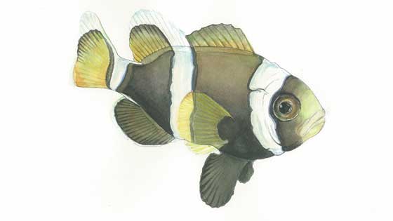 <b><i>Juvenile Wide Band Clownfish</i> $600</b><br> Pen & Ink and Watercolor, 25in x 21in Matted and Framed</b>