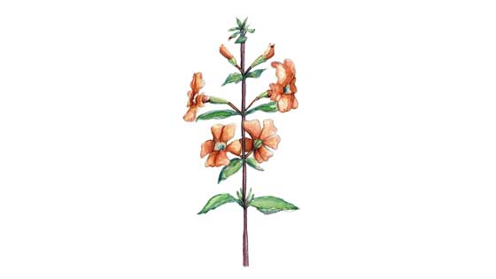<b><i>Monkey Flower</i> $325</b><br> Pen & Ink and Watercolor, 10in x12in Matted and Framed</b>