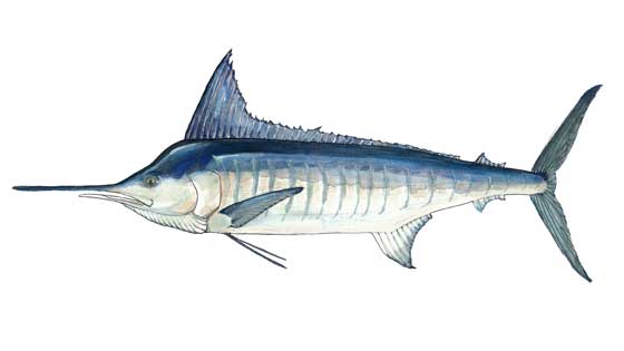 <b><i>Striped Marlin</i> $495<br> Pen & Ink and Watercolor, 22in x 16in Framed</b></b>