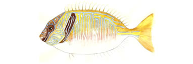 Rabbitfish by Karen Talbot