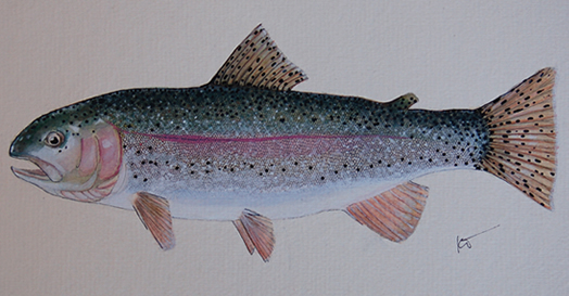 Rainbow Trout Painting by Conservation Artist Karen Talbot