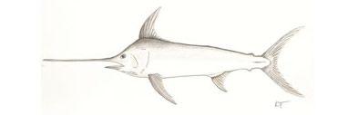 California  Golden Trout by Karen Talbot