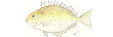 White Spotted Rabbitfish by Karen Talbot
