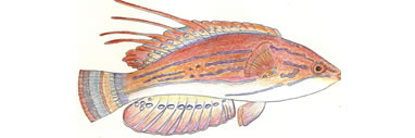 Flasher Wrasse by Karen Talbot
