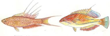 Striped Bass by Karen Talbot